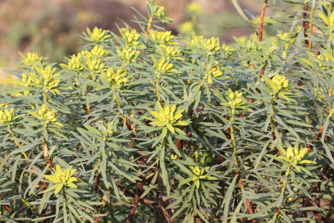 Euphorbia dendroides / euphorbia arborea